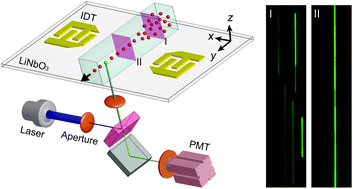 Graphical abstract: Standing surface acoustic wave (SSAW)-based microfluidic cytometer