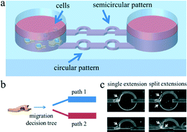 Graphical abstract: Mechanical decision trees for investigating and modulating single-cell cancer invasion dynamics