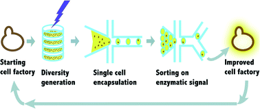 Graphical abstract: High-throughput screening for industrial enzyme production hosts by droplet microfluidics