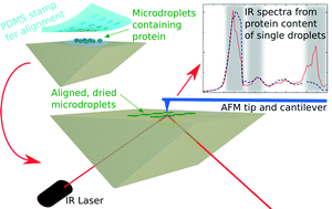 Graphical abstract: Nanoscale spatially resolved infrared spectra from single microdroplets