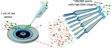 Graphical abstract: Rapid selection of sperm with high DNA integrity