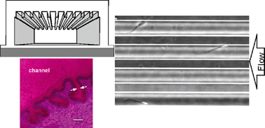 Graphical abstract: Cooperative roles of biological flow and surface topography in guiding sperm migration revealed by a microfluidic model