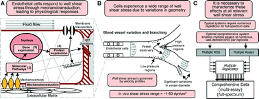 Graphical abstract: A multiple-channel, multiple-assay platform for characterization of full-range shear stress effects on vascular endothelial cells