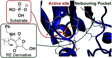 Graphical abstract: CDC25A-inhibitory RE derivatives bind to pocket adjacent to the catalytic site