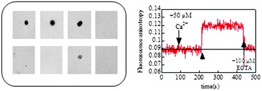 Graphical abstract: Complementary biochemical approaches applied to the identification of plastidial calmodulin-binding proteins