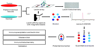 Graphical abstract: Glycoproteomic analysis of tissues from patients with colon cancer using lectin microarrays and nanoLC-MS/MS