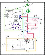 Graphical abstract: Switching p53 states by calcium: dynamics and interaction of stress systems