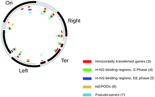 Graphical abstract: Gene silencing and large-scale domain structure of the E. coli genome