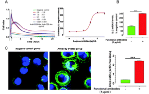 Graphical abstract: Label-free monitoring of T cell activation by the impedance-based xCELLigence system