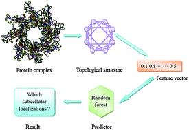 Graphical abstract: Identifying subcellular localizations of mammalian protein complexes based on graph theory with a random forest algorithm