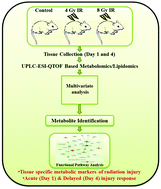 Graphical abstract: Metabolomic changes in gastrointestinal tissues after whole body radiation in a murine model