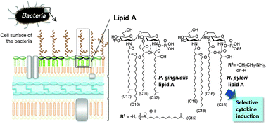 Graphical abstract: Innate immunomodulation by lipophilic termini of lipopolysaccharide; synthesis of lipid As from Porphyromonas gingivalis and other bacteria and their immunomodulative responses