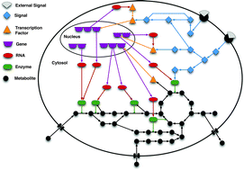 Graphical abstract: Bridging the layers: towards integration of signal transduction, regulation and metabolism into mathematical models