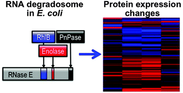 Graphical abstract: The proteomic response to mutants of the Escherichia coli RNA degradosome