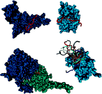 Graphical abstract: Protein intrinsic disorder in the acetylome of intracellular and extracellular Toxoplasma gondii