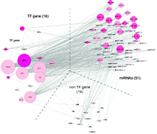 Graphical abstract: Topological patterns in microRNA–gene regulatory network: studies in colorectal and breast cancer