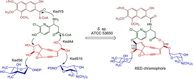 Graphical abstract: Cloning and sequencing of the kedarcidin biosynthetic gene cluster from Streptoalloteichus sp. ATCC 53650 revealing new insights into biosynthesis of the enediyne family of antitumor antibiotics