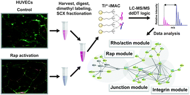 Graphical abstract: Quantitative global phosphoproteomics of human umbilical vein endothelial cells after activation of the Rap signaling pathway