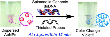 Graphical abstract: Direct visual detection of Salmonella genomic DNA using gold nanoparticles
