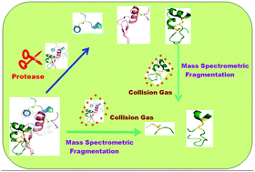 Graphical abstract: Rapid mass spectrometric determination of disulfide connectivity in peptides and proteins