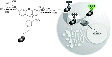 Graphical abstract: Fluorogenic label to quantify the cytosolic delivery of macromolecules