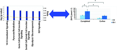 Graphical abstract: Proteomic and ionomic profiling reveals significant alterations of protein expression and calcium homeostasis in cystic fibrosis cells