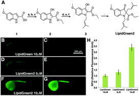 Graphical abstract: Synthesis of LipidGreen2 and its application in lipid and fatty liver imaging