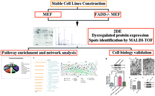 Graphical abstract: Functional specific roles of FADD: comparative proteomic analyses from knockout cell lines