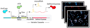 Graphical abstract: Transcripts for combined synthetic microRNA and gene delivery