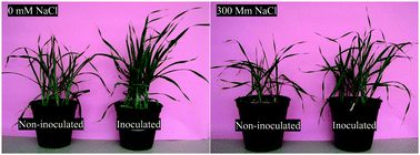 Graphical abstract: A proteomics approach to study the molecular basis of enhanced salt tolerance in barley (Hordeum vulgare L.) conferred by the root mutualistic fungus Piriformospora indica