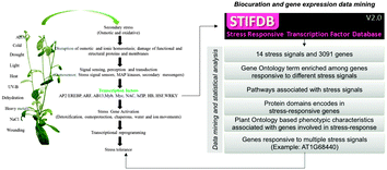 Graphical abstract: Comparative analyses of stress-responsive genes in Arabidopsis thaliana: insight from genomic data mining, functional enrichment, pathway analysis and phenomics