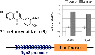 Graphical abstract: Naturally occurring Ngn2 promoter activators from Butea superba