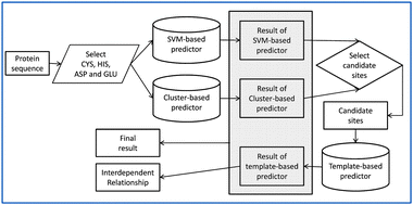 Graphical abstract: ZincExplorer: an accurate hybrid method to improve the prediction of zinc-binding sites from protein sequences