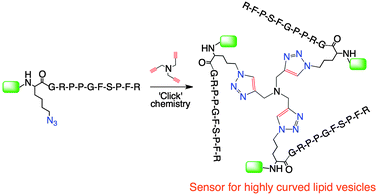 Graphical abstract: Multivalency amplifies the selection and affinity of bradykinin-derived peptides for lipid nanovesicles