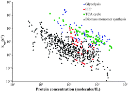 Graphical abstract: Escherichia coli achieves faster growth by increasing catalytic and translation rates of proteins