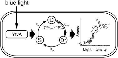 Graphical abstract: Modeling the functioning of YtvA in the general stress response in Bacillus subtilis