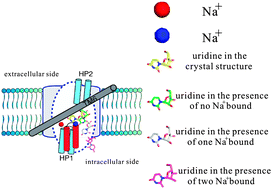 Graphical abstract: Transport of nucleosides in the vcCNT facilitated by sodium gradients from molecular dynamics simulations