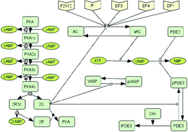 Graphical abstract: Dynamical modelling of prostaglandin signalling in platelets reveals individual receptor contributions and feedback properties