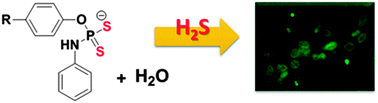 Graphical abstract: Synthesis and evaluation of phosphorodithioate-based hydrogen sulfide donors