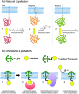 Graphical abstract: Extolling the benefits of molecular therapeutic lipidation