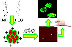 Graphical abstract: Polyethyleneglycol crosslinked N-(2-hydroxyethyl)-polyethylenimine nanoparticles as efficient non-viral vectors for DNA and siRNA delivery in vitro and in vivo