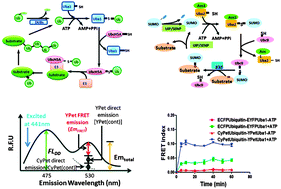 Graphical abstract: Specific substrate recognition and thioester intermediate determinations in ubiquitin and SUMO conjugation cascades revealed by a high-sensitive FRET assay