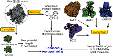 Graphical abstract: Combining small molecules for cell reprogramming through an interatomic analysis