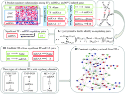 Graphical abstract: Synergetic regulatory networks mediated by oncogene-driven microRNAs and transcription factors in serous ovarian cancer