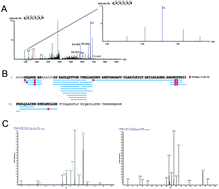 Graphical abstract: Proteomic analysis of formalin-fixed paraffin-embedded colorectal cancer tissue using tandem mass tag protein labeling