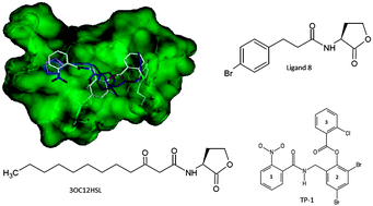 Graphical abstract: Application of molecular docking and ONIOM methods for the description of interactions between anti-quorum sensing active (AHL) analogues and the Pseudomonas aeruginosa LasR binding site