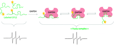 Graphical abstract: Dynamics of the intrinsically disordered protein CP12 in its association with GAPDH in the green alga Chlamydomonas reinhardtii: a fuzzy complex