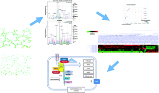 Graphical abstract: Role of cytoskeletal proteins in cerebral cavernous malformation signaling pathways: a proteomic analysis