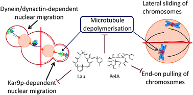 Graphical abstract: Laulimalide and peloruside A inhibit mitosis of Saccharomyces cerevisiae by preventing microtubule depolymerisation-dependent steps in chromosome separation and nuclear positioning