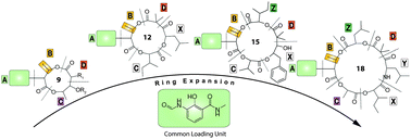 Graphical abstract: Chemical and biosynthetic evolution of the antimycin-type depsipeptides